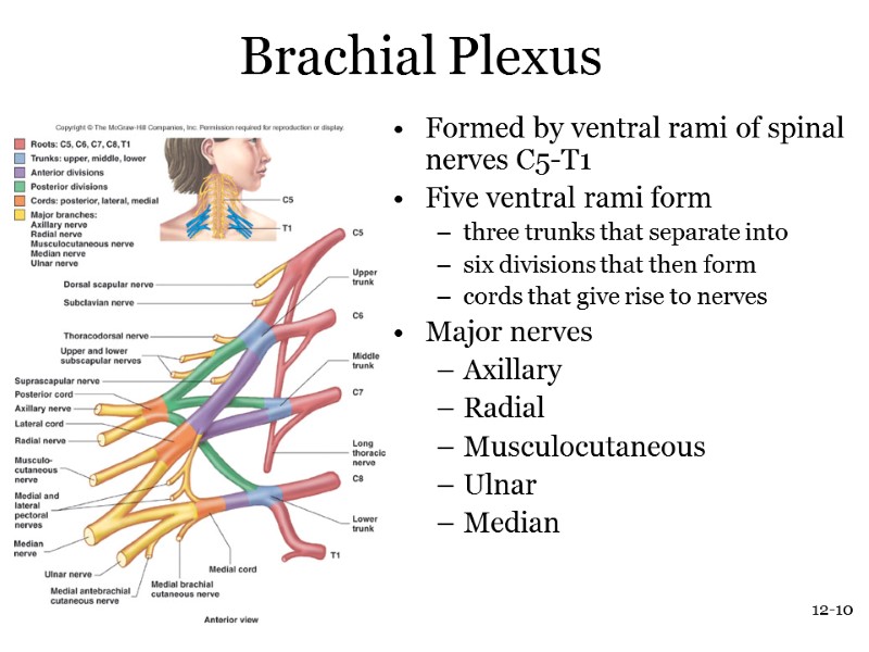 12-10 Brachial Plexus Formed by ventral rami of spinal nerves C5-T1 Five ventral rami